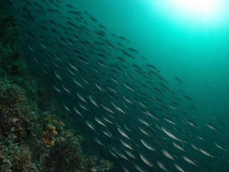 Lofoten Family Snorkeling Tour – Safe Reefs & Marine Life